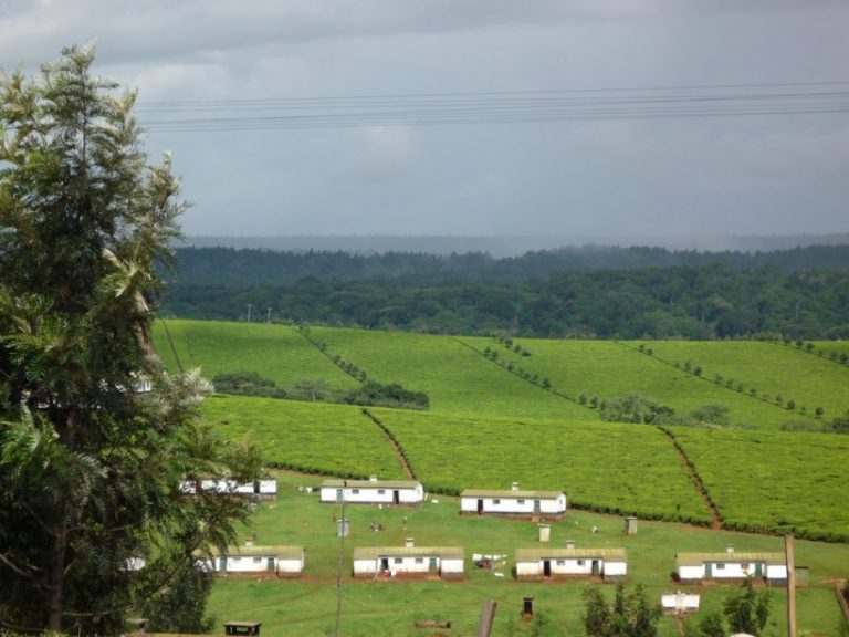 10 Beautiful Places You Should Visit With Bae In Kericho County This Festive Season