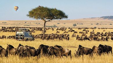 masai mara national reserve