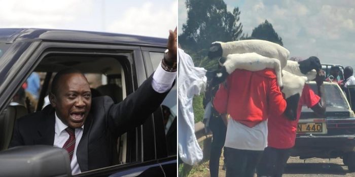 A collage of former President Uhuru Kenyatta at a past event left and invaders carrying sheep from Northland City on Monday March 27 2023 right