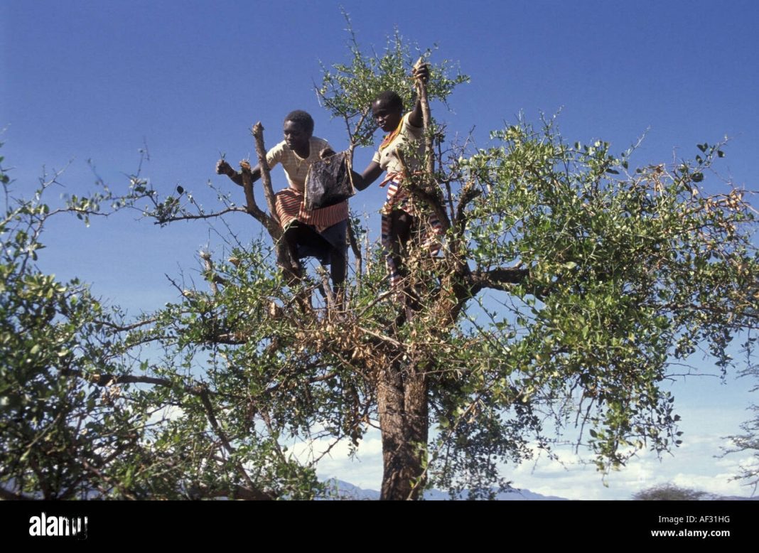 9 students hospitalized after falling from tree while picking fruits