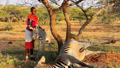 Heroic man rescues zebra foal after its mother died while giving birth