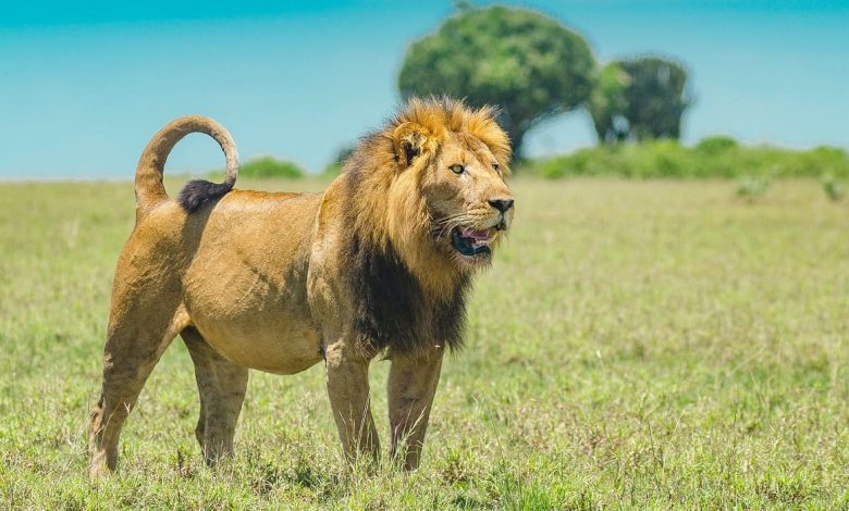 Man killed by Lion while trying to take selfie with it