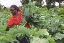 Gov't set to ban over 3million farmers from selling vegetables in Kenya