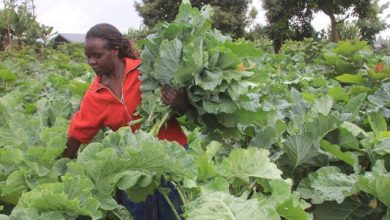 Gov't set to ban over 3million farmers from selling vegetables in Kenya