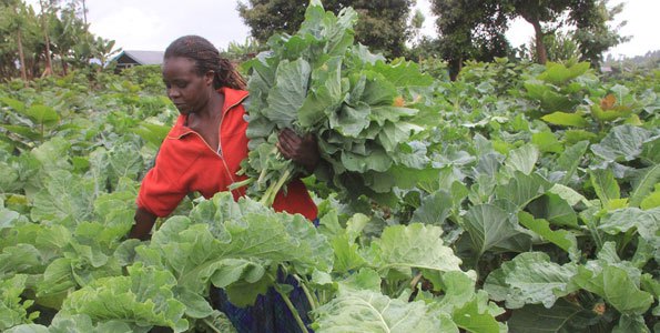 Gov't set to ban over 3million farmers from selling vegetables in Kenya